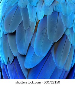 Feathers background of the bird wing Texture of blue and green feathers  parrot plumage, Stock image