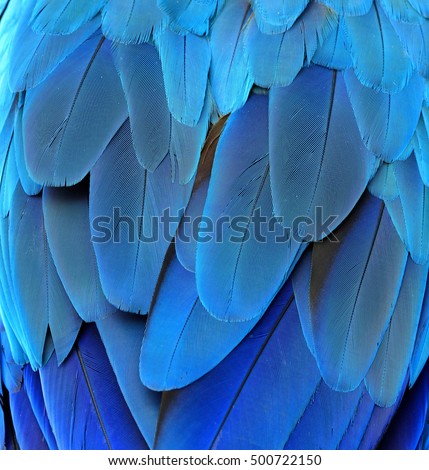 The blue texture of blue and gold macaw parrot's rump feathers, amazing background