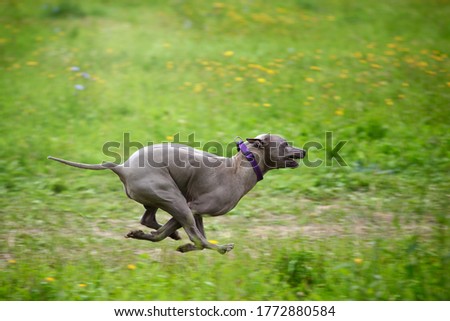 hunt Dog Hunting Hound