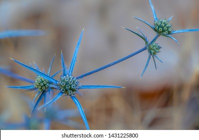 Blue thorn flower from Ajloun, Jordan
