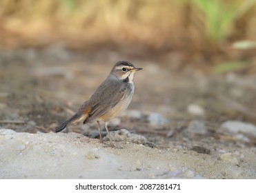 Blue Throat Listening For Mating Call