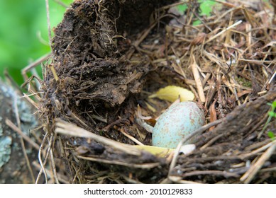 Blue Jay Nest Images Stock Photos Vectors Shutterstock