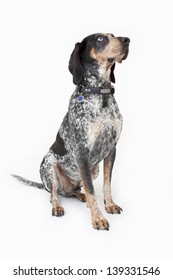 Blue Tick Coon Hound Looking Up