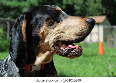 Blue Tick Coon Hound Profile 