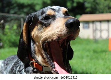 Blue Tick Coon Hound Yawning 