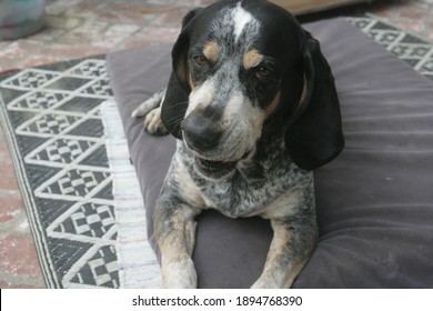 Blue Tick Hound Dog Smiling