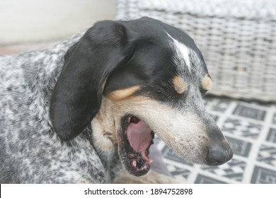 Blue Tick Hound Dog Yawning