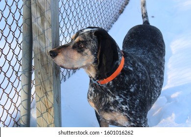 51 Blue Tick Coon Hound Images, Stock Photos & Vectors | Shutterstock