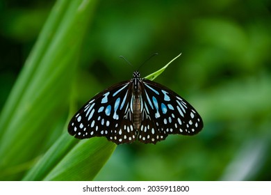 The Blue Tiger (Tirumala Limniace)