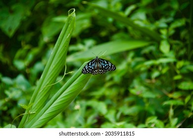 The Blue Tiger (Tirumala Limniace)