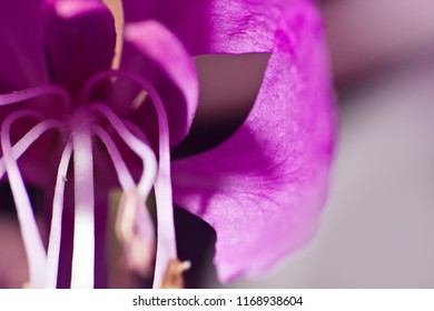 Blue tiny floret of the North. Window into world of ultra macro, mountain tundra higher Arctic circle