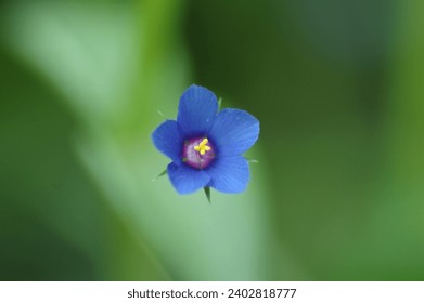 A blue tiny flower 
blue flower
tiny herb flower
