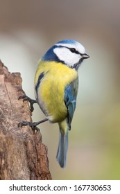 Blue Tit