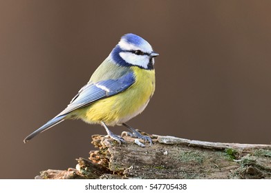 Blue Tit