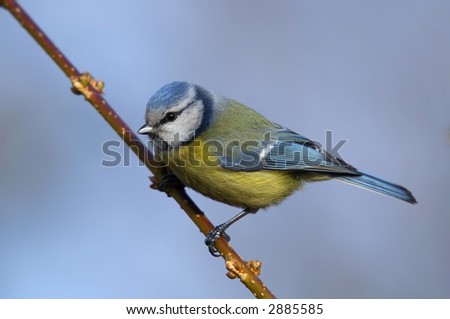 Eurasian Blue Tit