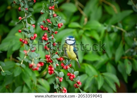 Blue tit in Autumn with colourful red Cotoneaster berries and blurred background.  Facing left. Scientific name: Cyanistes Caeruleus.  Space for copy.  Horizontal.