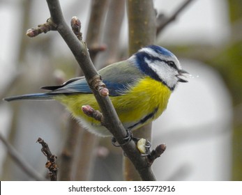 Blue Tit Bird With Bad Table Manners