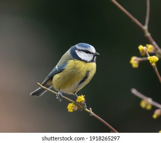 Blue Tit Bird On The Cornus Mas Jolica