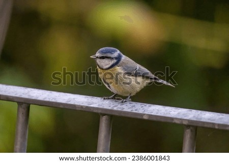 Blue tit bird on a metal balcony 