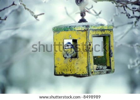 Blue tit in bird table