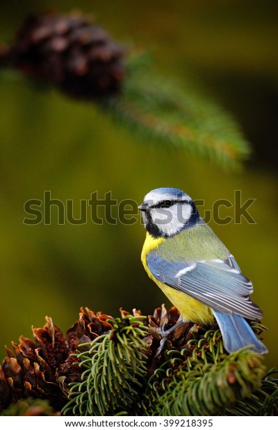 Blue Tit Black Yellow Songbird Sitting Stock Photo Edit Now