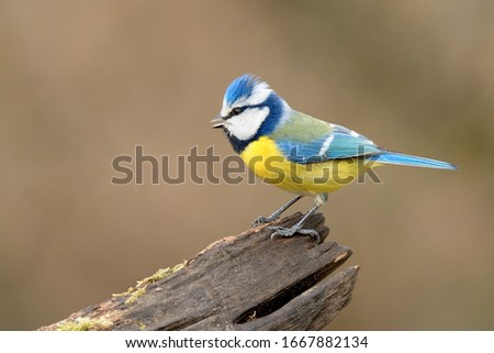 Blue Tit ,close-up. Sitting on old wood in forest. Looking for food. Genus species Parus caeruleus.