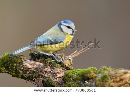 Similar – Eurasian Blue Tit