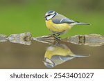 Blue tit Cyanistes caeruleus bird songbird wildlife nature predator cock o the north, beautiful animal mountain finch, animal, bird watching ornithology, flower bud fauna wildlife Europe