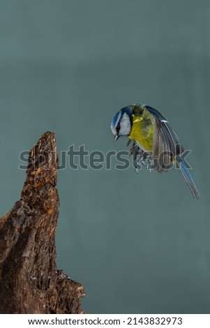 Similar – Vogelkinder: Junge Kohlmeise sitzt in der Hecke