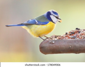 The Blue Tit (Cyanistes caeruleus) on a bird table.  - Powered by Shutterstock
