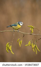 Blue tit,  Cyanistes caeruleus, searching for food, early spring oxfordshire woodland - Shutterstock ID 1928473007