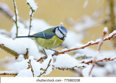 Blue Tit, Cyanistes caeruleus, sitting in a snow covered tree in winter in falling snow, Painswick, The Cotswolds, Gloucestershire UK