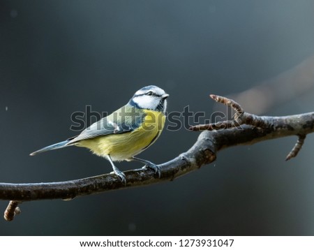 Similar – Eurasian Blue Tit