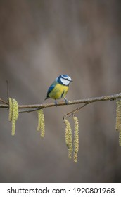 Blue tit, Cyanistes caeruleus,perched on catkins, late winter in an Oxfordshire woodland - Shutterstock ID 1920801968