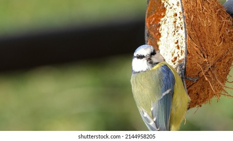 Blue Tit Eating From A Coconut Suet Shell At A Bird Table UK