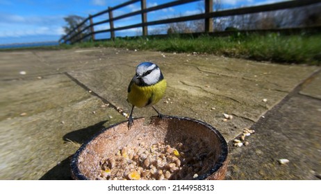 Blue Tit Eating From A Coconut Suet Shell At A Bird Table UK