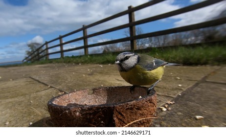 Blue Tit Eating From A Coconut Suet Shell At A Bird Table UK