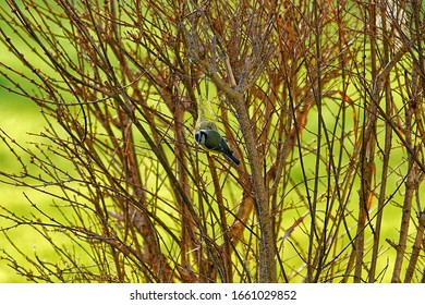 Blue Tit Eating On A Suet Ball