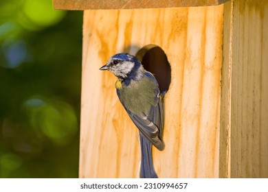 a blue tit at the entrance hole from the nest box looks towards the camera