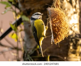 Blue tit feeding on fat inside a coconut, hanging from a tree. - Powered by Shutterstock