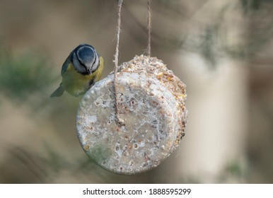 Blue Tit Feeding On A Homemade Suet Cake