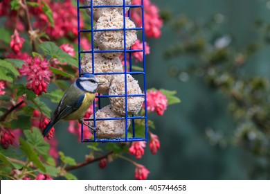 Blue Tit Feeding From Suet Ball Feeder In A English Garden