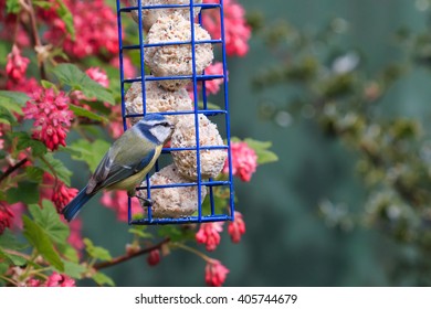 Blue Tit Feeding From Suet Ball Feeder In A English Garden