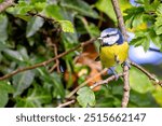 Blue tit feeds on insects, seeds, and nuts. Photo taken in Father Collins Park, Dublin.