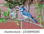 Blue tit fledgling, cyanistes caeruleus, being fed suet feed by adult bird, Hertfordshire, UK