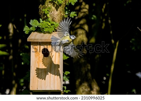 a blue tit flies out of the nest box with its wings spread out