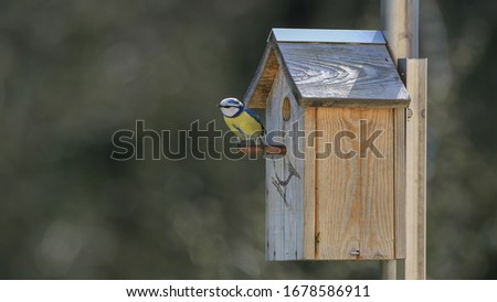 Blue tit in front of his birdhouse