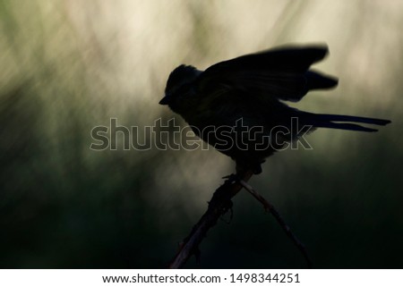 Image, Stock Photo The fly that wanted to be a bee