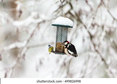Blue tit and a Great Spotted Woodpecker at a bird feeding