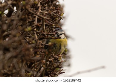 A Blue Tit Hiding In The End Of A Dense Hawthorn Hedgerow
